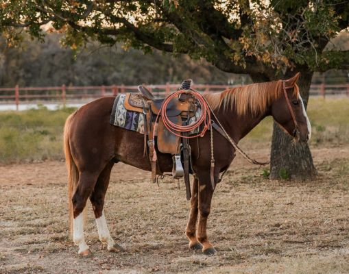 SOPHISTICATED SHINER